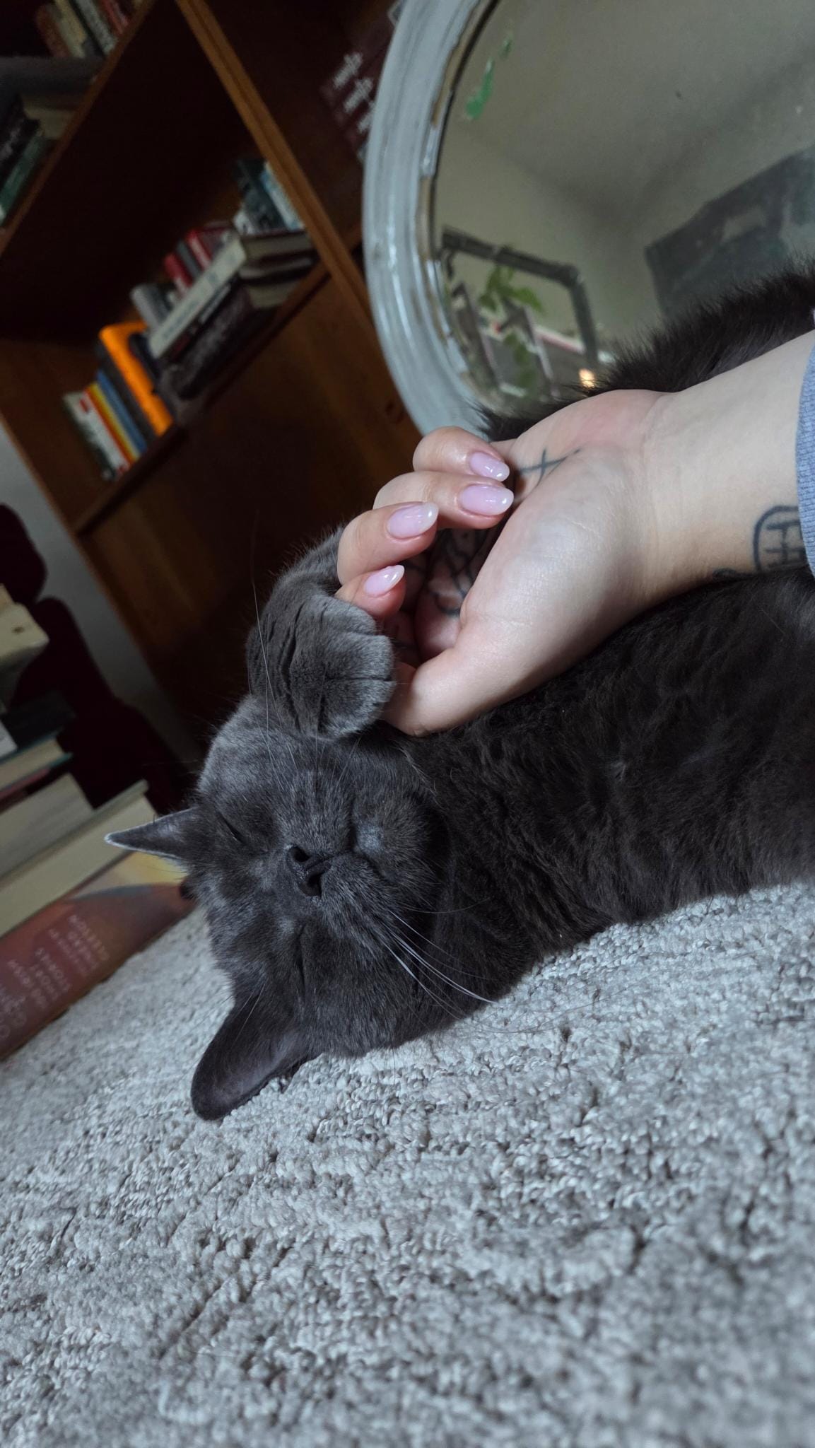 a close up of a dark grey cat, laying on light grey carpet. She lays on her right side and her left paw is draped over a human hand
