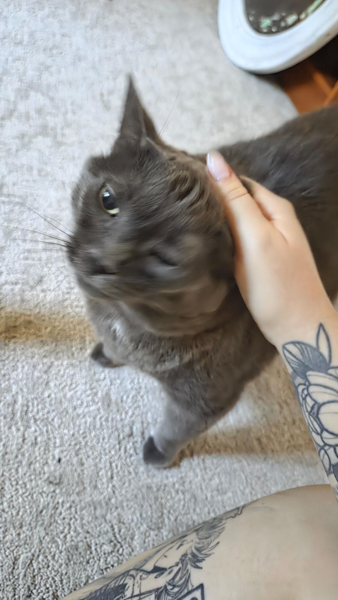 A blurry photo of a grey cat smushing her head into a hand. She is smushing it so hard that she is just a little grey blur