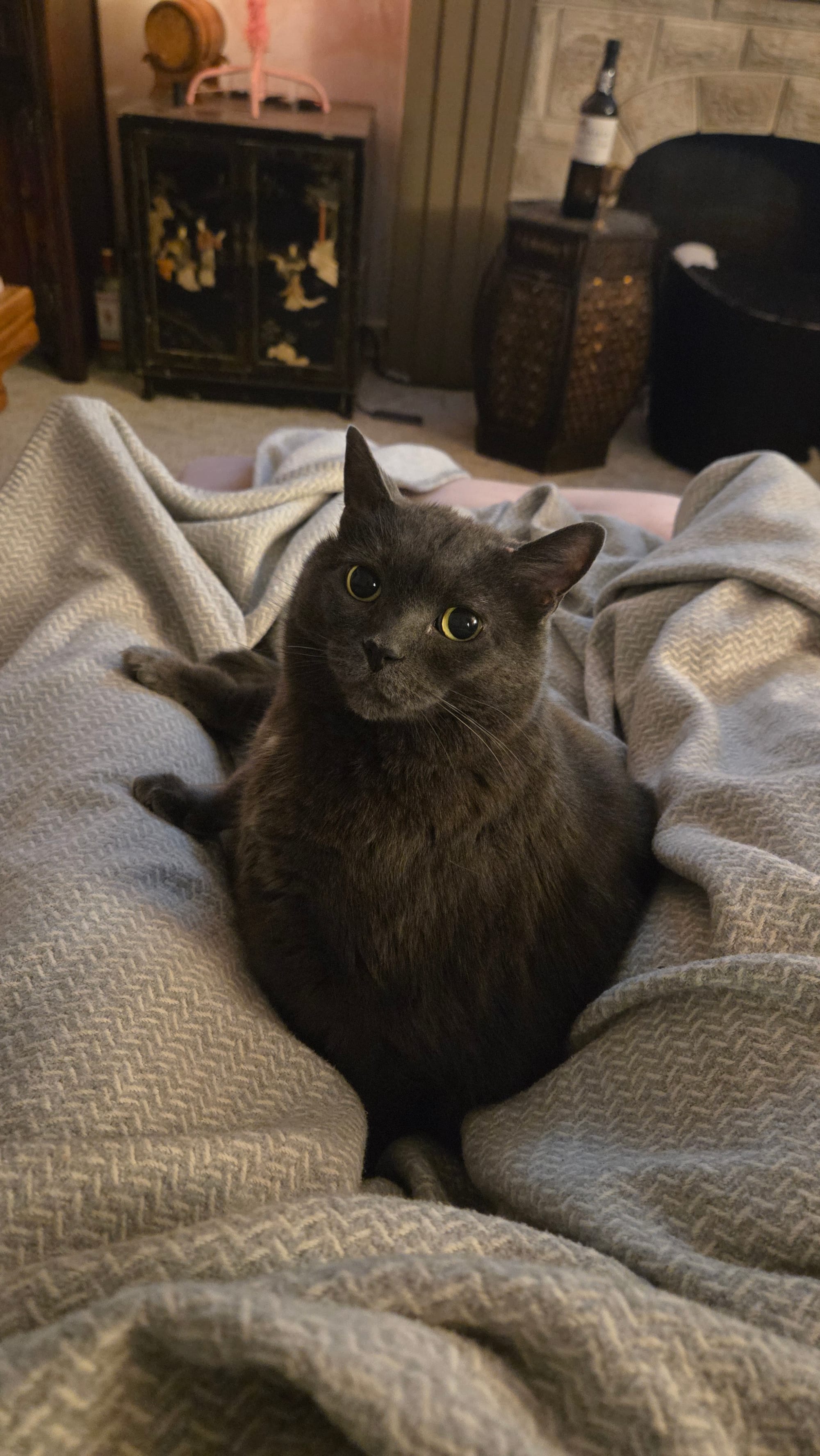 A grey cat sitting on a light blue blanket with her feet just...all over the place. She looks directly into the camera.